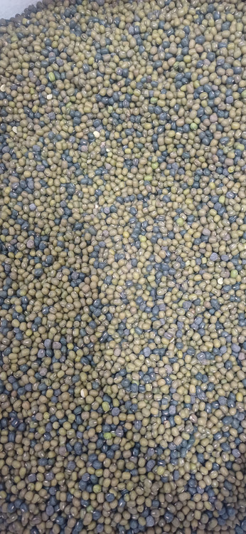 ماش پاک شده و باکیفیت ۱ کیلویی